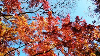 가을풍경, 빨갛게 물든 단풍