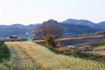 Naklejka premium 가을 풍경, 메밀꽃, 개화