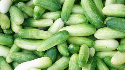 Pile of green cucumbers. Top view. Focus selected