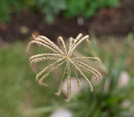 Top view of Chloris barbata, also known as swollen finger grass, beautiful flower blooming in the garden.