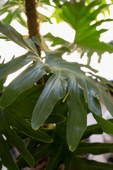 Large leaves texture. Closeup view of a Philodendron bipinnatifidum, also known as Lacy Tree...