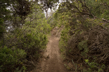 Hiking in the forest. View of the steep path across the forest and mountain