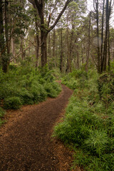 Hiking in the forest. View of the path across the green woods.
