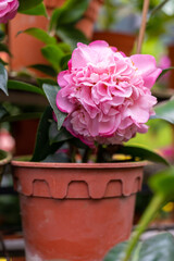 Beautiful pink Debbie Camellias in the garden.