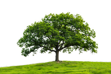 An isolated green tree with lush foliage, representing nature and tranquility. Suitable for environmental and landscape design, nature-related promotions, and organic products.