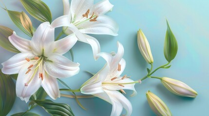 Beautiful white lily flowers on light blue backgroud realistic