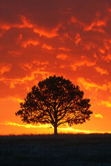 silhouettes of trees against the backdrop of a fiery sunset