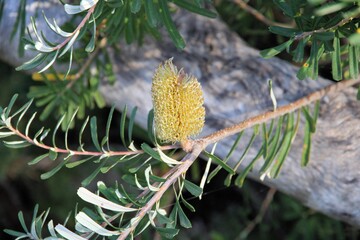 Young Coast Banksia (Banksia integrifolia) inflorescence developing on stem. Native Australian tree.