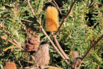 New and old Coast Banksia (Banksia integrifolia) inflorescences on stems. Native Australian tree,