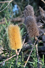 New and old Coast Banksia (Banksia integrifolia) inflorescences on stems. Native Australian tree,