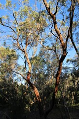 Typical autumn treescape  of Limestone Coast, South Australia 