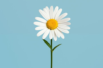 daisy flower on a light blue background