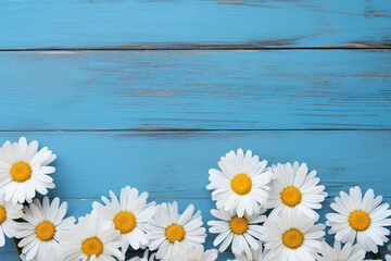 daisies on a blue wooden background