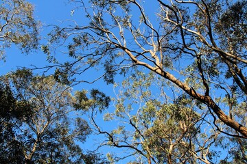 Typical autumn treescape  of Limestone Coast, South Australia 