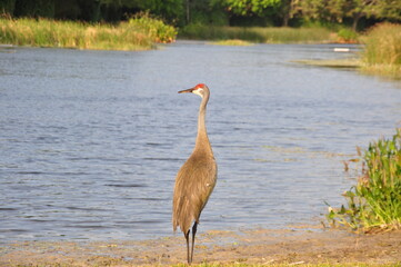 Florida's unique wildlife
