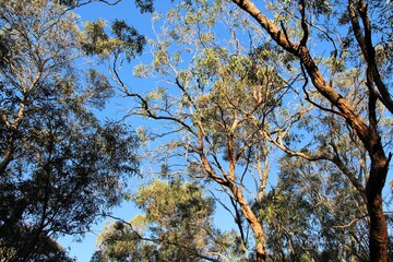 Typical autumn treescape  of Limestone Coast, South Australia 