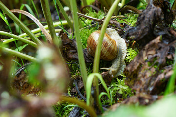 森の中の湿った場所に暮らすカタツムリ