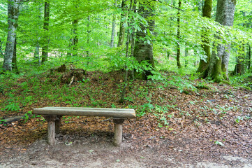 公園内の散策路に設置されている木製のベンチ