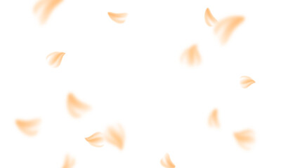 Fototapeta premium Sakura flying petals on transparent background