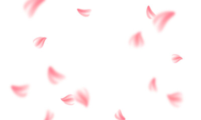 Sakura flying petals on transparent background