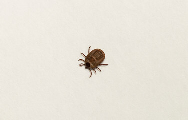 Ixodes ricinus, the castor bean tick, is a chiefly European species of hard-bodied tick. Female.