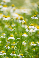 German chamomile in herb garden, closeup	
