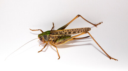 Wart-biter (Decticus verrucivorus) is a bush-cricket in the family Tettigoniidae.  Grasshopper...