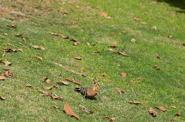 The Eurasian hoopoe (Upupa epops). A wild bird forages for food on a green lawn.