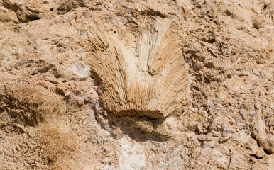 Fossil corals of the Red Sea. Ancient creatures, turned into stone. Reef corals.