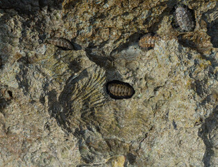 Acanthopleura haddoni, tropical species of chiton. The fauna of the Red Sea. A marine molluscs on a rock.