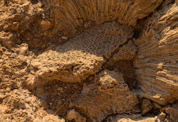 Fossil corals of the Red Sea. Ancient creatures, turned into stone. Reef corals.