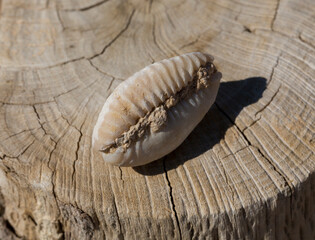An extinct fossil shell of cypraea cowrie. Mauritia mauritiana, (humpback, chocolate, mourning...