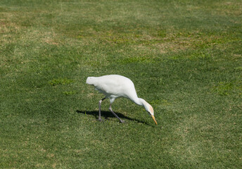 Little egret (Egretta garzetta). The white bird hunts fish in the red Sea.