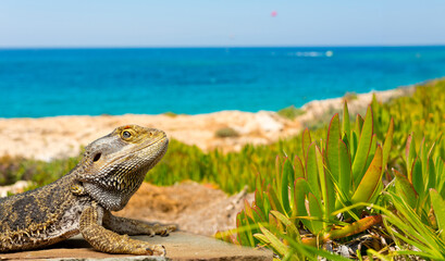 summer background with sea and lizard