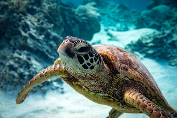 Close-up portrait of a green sea turtle rising from a coral sand lagoon on a tropical pacific island
