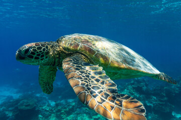 Close-up portrait of a beautiful green sea turtle swimming over a shallow reef in clear blue...