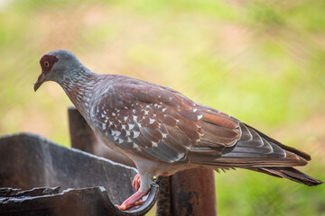 ortrait of pigeons. It is the only family in the order Columbiformes. These are stout-bodied birds with short necks and short slender bills that in some species feature fleshy ceres