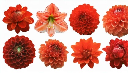 set of flowers isolated