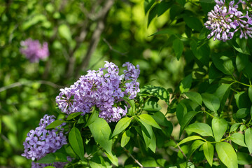 Full frame macro abstract texture background of lavender color flower blossoms on a Chinese lilac bush (syringa chinensis)