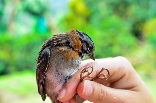 Bird Capture, Science, Jardin, Antioquia, Colombia, South America