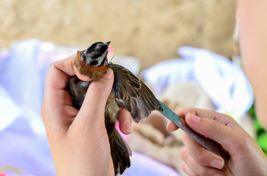 Bird Capture, Science, Jardin, Antioquia, Colombia, South America