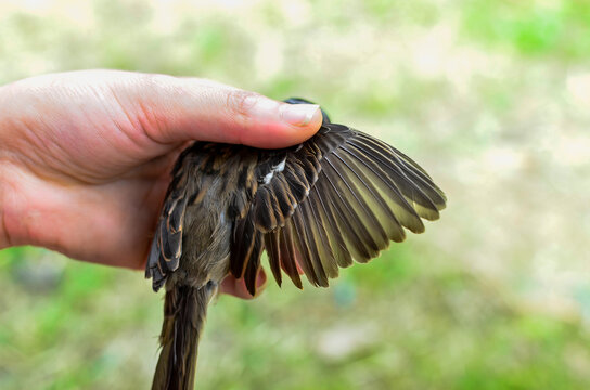 Bird Capture, Science, Jardin, Antioquia, Colombia, South America