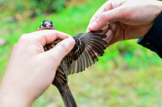 Bird Capture, Science, Jardin, Antioquia, Colombia, South America