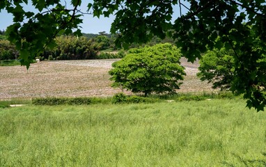 고창 학원농원의 청보리밭 축제