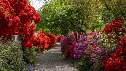 강진 남미륵사의 빨간 영산홍(철쭉)