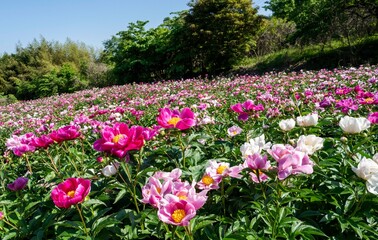 임실 옥정호 호수공원에 핀 작약 꽃밭