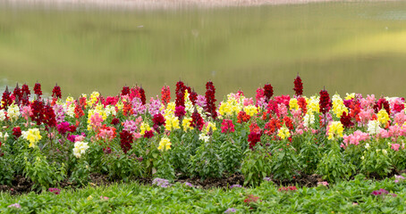 순천만국가정원 4월의 꽃밭