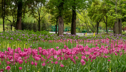 순천만국가정원 4월의 꽃밭
