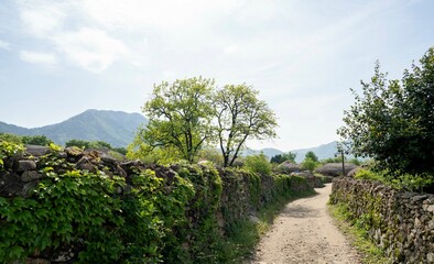 Obraz premium 연두색 감 잎이 아름다운 순천낙안민속마을의 5월 풍경