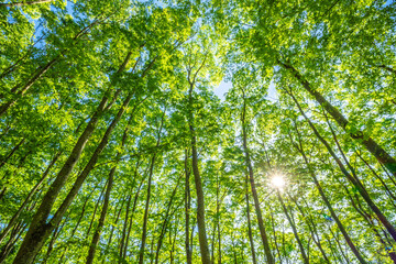 Green forest. Tree with green Leaves and sun light.	